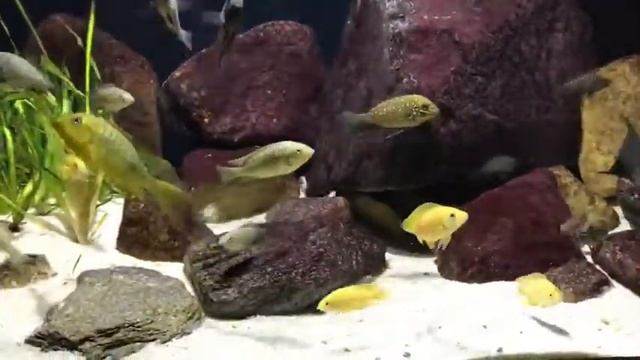 Lake Tanganyika cichlids смотреть онлайн