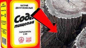 Как удалить пень без механического выкорчёвывания За 3 Секунды!