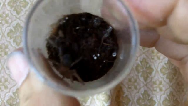 Updates on P.tigrinawesseli and B.auratum