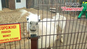 Нижегородский зоопарк "Лимпопо". Часть 3