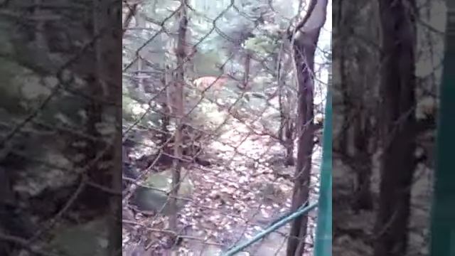 Так розмовляють карпатські олені смотреть онлайн