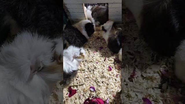 Морские свинки в живом уголке