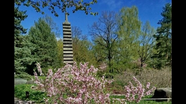 Цветение сакуры.
Японский сад.
Москва.
25.04.25.