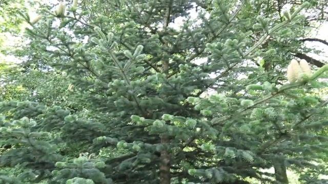 Abies cephalonica jedle řecká