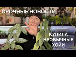 ХОЙИ С НЕОБЫЧНЫМ ЗАГАРОМ