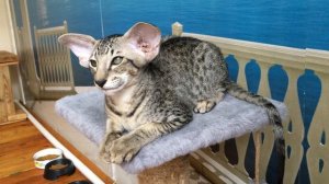 Ориентальный котёнок