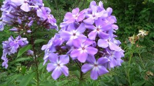 Флокс метельчатый .Незабываемый Вечер’ (Phlox paniculata ‘Nezabyvaemyj Vecher’)- Репрев Ю.А.