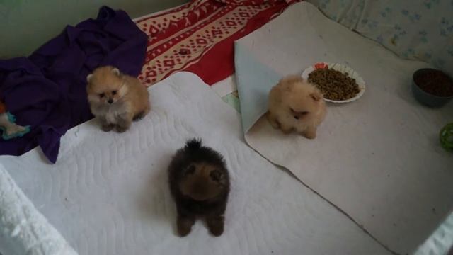 Детки подрастают в питомнике-Амбер Лилии Лайн смотреть онлайн