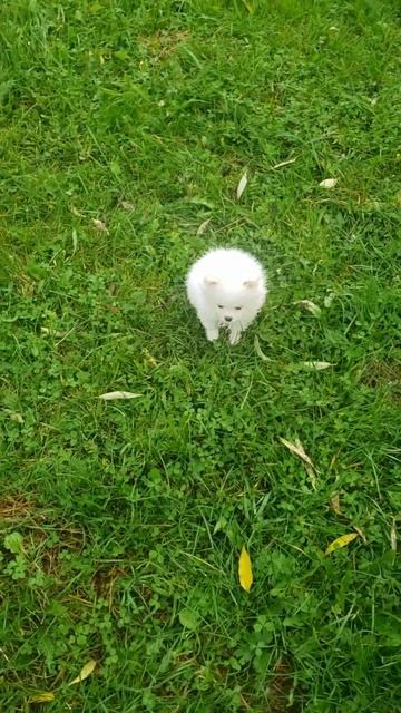 Берни , Пенни на второй прогулке.( померанский шпиц) смотреть онлайн