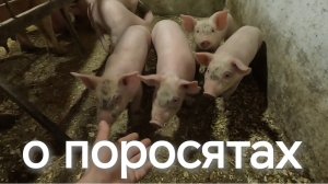 О поросятах  когда они с мамкой