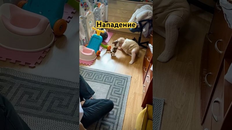 Собака напала на ребёнка | щенок Джек Рассел терьера Бастер - Псын Честера #dog #jackrussellterrier