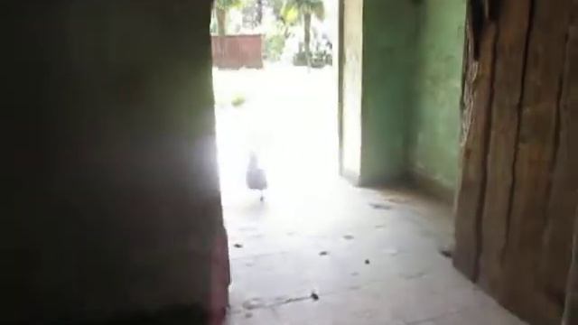 Заброшенный санаторий с курицами смотреть онлайн