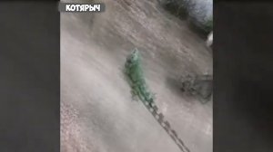😺_Что_у_котов_на_уме_🐈_😺_СМЕШНЫЕ_ЖИВОТНЫЕ😂_КОТЫ_и_СОБАКИ_ОТЖИГАЮТ!😆