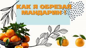 Как я обрезал мандарин