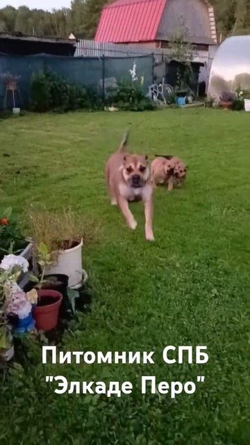 щенки ка де бо, питомник СПБ Элкаде Перо. Лучшие отзывы, профессиональное образование. смотреть онлайн
