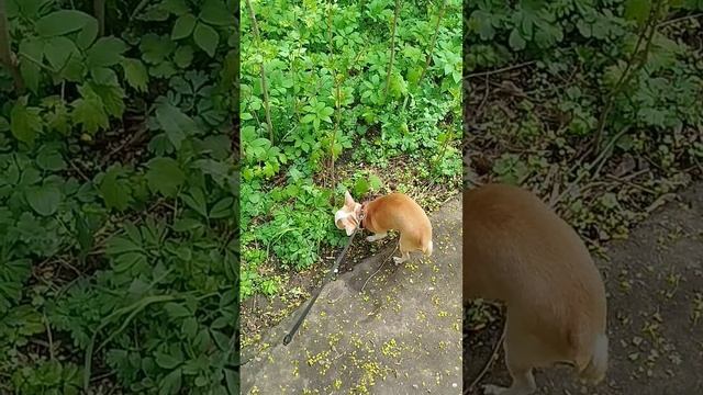 Сеню часто принимают за щенка хотя ему уже больше 10 лет. Порой вижу как возраст даёт о себе знать