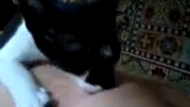 кот Мышевок сосет сиську смотреть онлайн