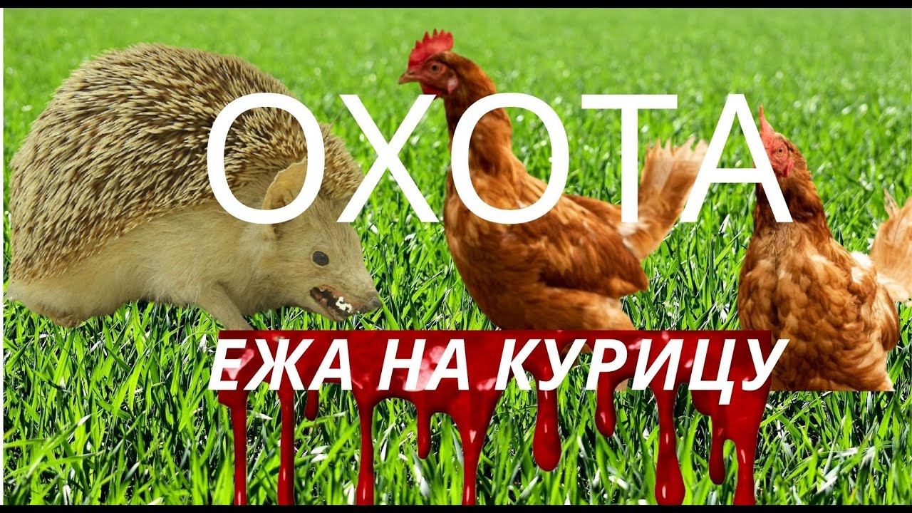 Ежик Чуня охотится за курицей! Смотрите это ЖЕСТЬ! смотреть онлайн
