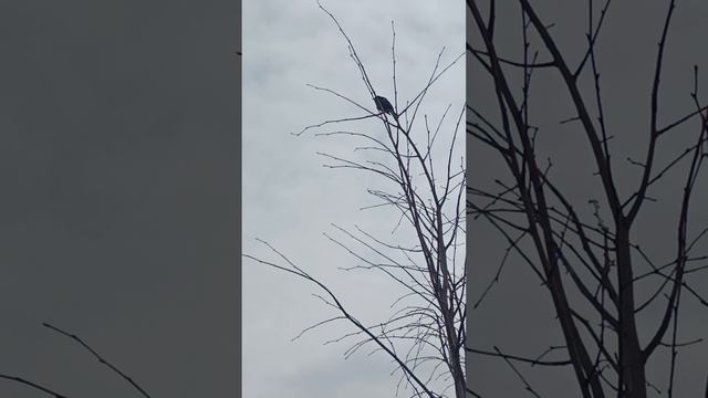 1000324120.mp4  НАЛЬЧИК 24.03.24. сан ЦЕЛЕБНЫЕ ВОДЫ.