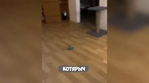 😈_Это_моя_территория!_😈_СМЕШНЫЕ_КОТЫ_и_СОБАКИ😻ПРИКОЛЫ_ПРО_ЖИВОТНЫХ