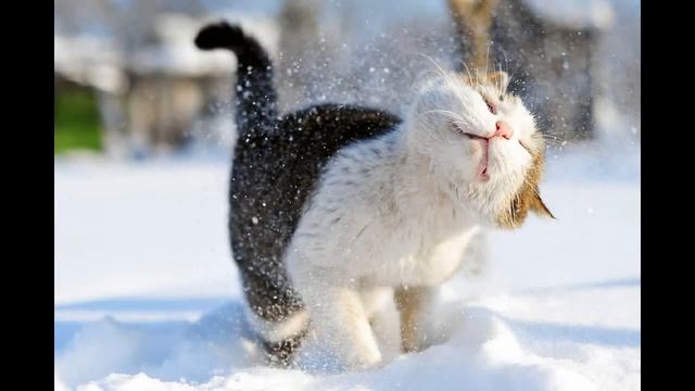 Анатолий Хоперский   Снег кружится смотреть онлайн