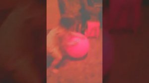 Ржака как дашка прыгает на мяче