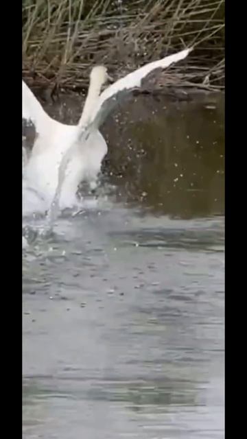 Как самолет! Как красиво! #fishclub #fishing #рыбалка #астрахань смотреть онлайн