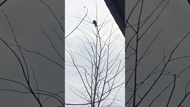 1000324119.mp4  НАЛЬЧИК. 24.03.2024. ПОГУЛКИ по территории. сан. ЦЕЛЕБНЫЕ ВОДЫ