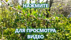 Дом 4