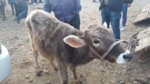 Молбозори Колхозобод Узун Нархи Буқаҳо барои бастан Гови Ҷушо Моли майда 16 марта 2023