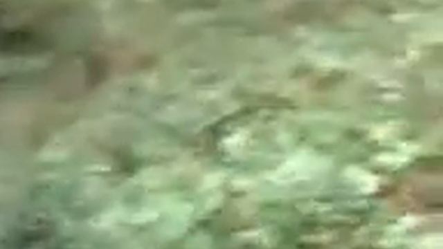 Офигевшие кабаны смотреть онлайн