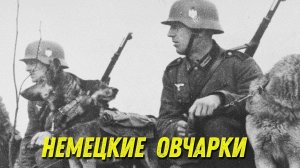 Для чего немцы использовали собак  на войне?