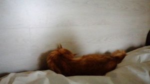 Кот играет