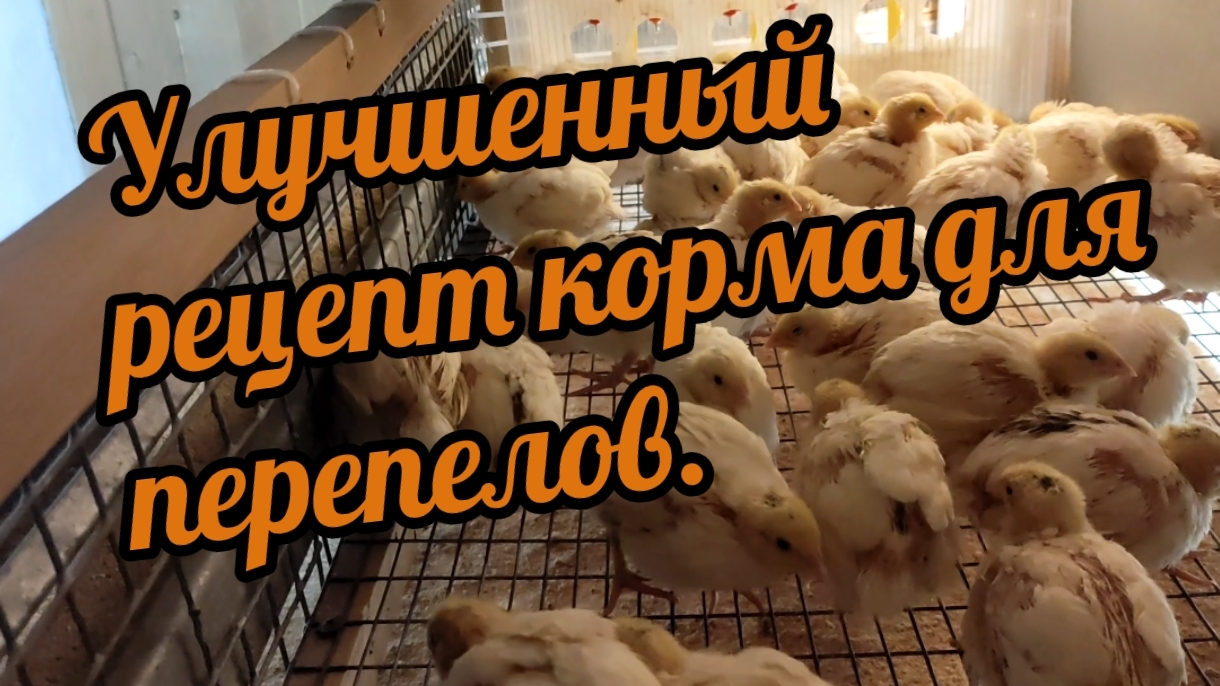 Рецепт корма для перепелов. Версия 2.0