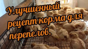 Рецепт корма для перепелов. Версия 2.0