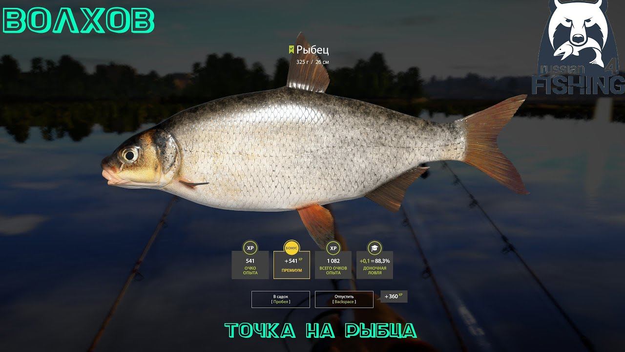 Русская рыбалка 4. Волхов точка на Рыбца.