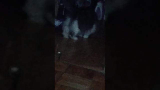 когда у кошки шиза смотреть онлайн