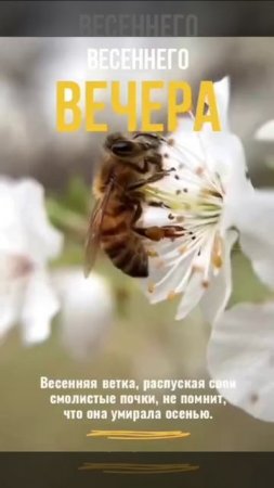 Прекрасного весеннего вечера.