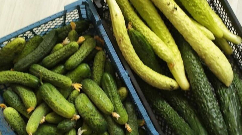 Рассада огурцов приближает урожай