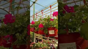 Поехала за красотой🔥🌺🌲Обзор👌#садоводство##обзор#садовыйцентр