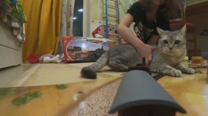 Игрушечная железная дорога с котом!
