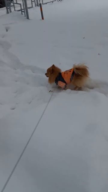 Прогулка пред новогодняя Фокса!!!