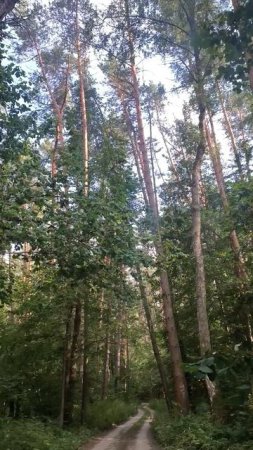 По дороге в сосновом бору
