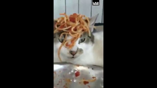 Мемные животные УГАРНЫЕ ЖИВОТНЫЕ ССЫЛКА В ОПИСАНИИ!