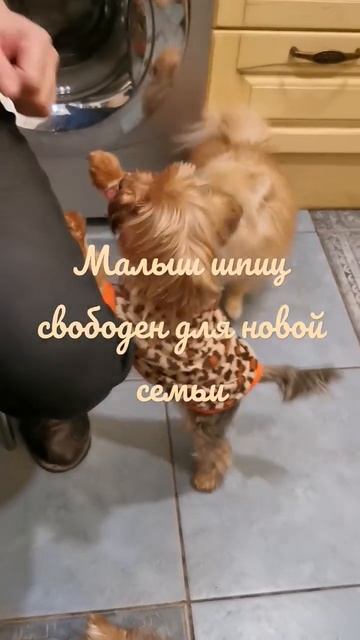 мини шпиц померанский, на диванчик, дата рождения 24.03.22, ждёт мампап 🎀🎀🎀 смотреть онлайн