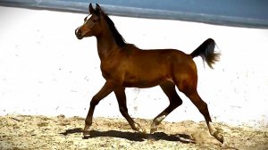 Продажа Арабский жеребчик 2024 г.р. ЦЕНА по тел +79883400208 ВАЦАП Телеграм
