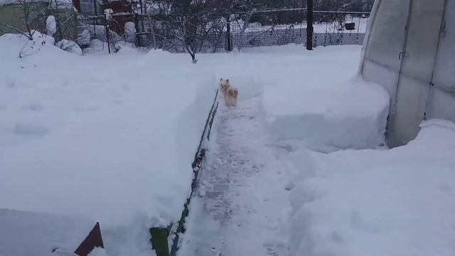 Собачка Барни потешно стоит на задних лапках смотреть онлайн
