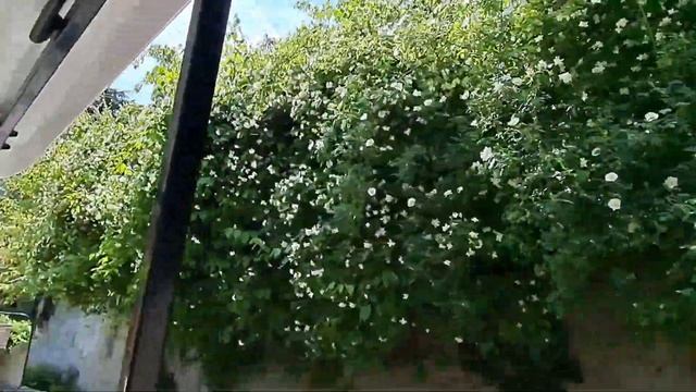 Ялта.Ливадийский дворец.Май 2023 смотреть онлайн