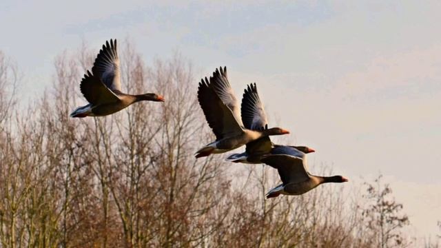 Звуки диких гусей смотреть онлайн