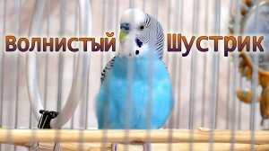 Весёлое пение волнистого попугая.